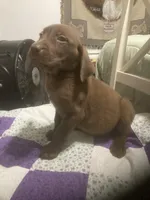 Chocolate girl, a female Labrador Retriever for sale in Albemarle, NC – 9 of 10