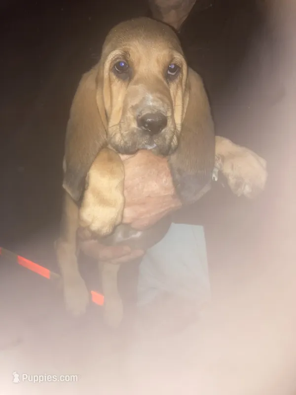 Bloodhound boy by Moose – Bloodhound puppy for sale in Albemarle, NC