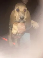 Bloodhound boy by Moose, a male Bloodhound for sale in Albemarle, NC – 1 of 8