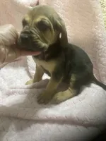 Bloodhound boy $700, a male Bloodhound for sale in Albemarle, NC – 6 of 6