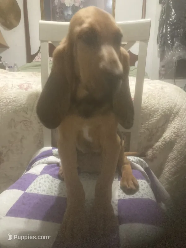 Daisy girl – Bloodhound puppy for sale in Albemarle, NC