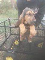 Dolly boy, a male Bloodhound for sale in Albemarle, NC – 3 of 7