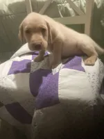 Yellow girl Lab puppy, a female Labrador Retriever for sale in Albemarle, NC – 7 of 7