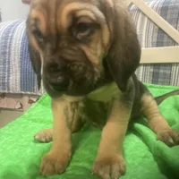 Daisy male puppy, a male Bloodhound for sale in Albemarle, NC – Photo 8 of 10