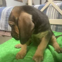 Daisy male puppy, a male Bloodhound for sale in Albemarle, NC – Photo 6 of 10