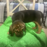 Daisy male puppy, a male Bloodhound for sale in Albemarle, NC – Photo 1 of 10