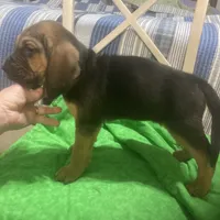Daisy male puppy, a male Bloodhound for sale in Albemarle, NC – Photo 4 of 10