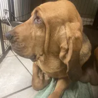 Daisy male puppy, a male Bloodhound for sale in Albemarle, NC – Photo 2 of 10