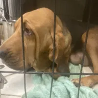 Daisy male puppy, a male Bloodhound for sale in Albemarle, NC – Photo 10 of 10