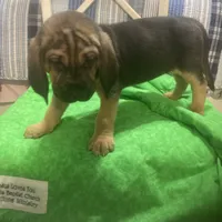 Daisy male puppy, a male Bloodhound for sale in Albemarle, NC – Photo 3 of 10