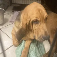 Daisy male puppy, a male Bloodhound for sale in Albemarle, NC – Photo 9 of 10