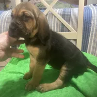 Daisy male puppy, a male Bloodhound for sale in Albemarle, NC – Photo 5 of 10