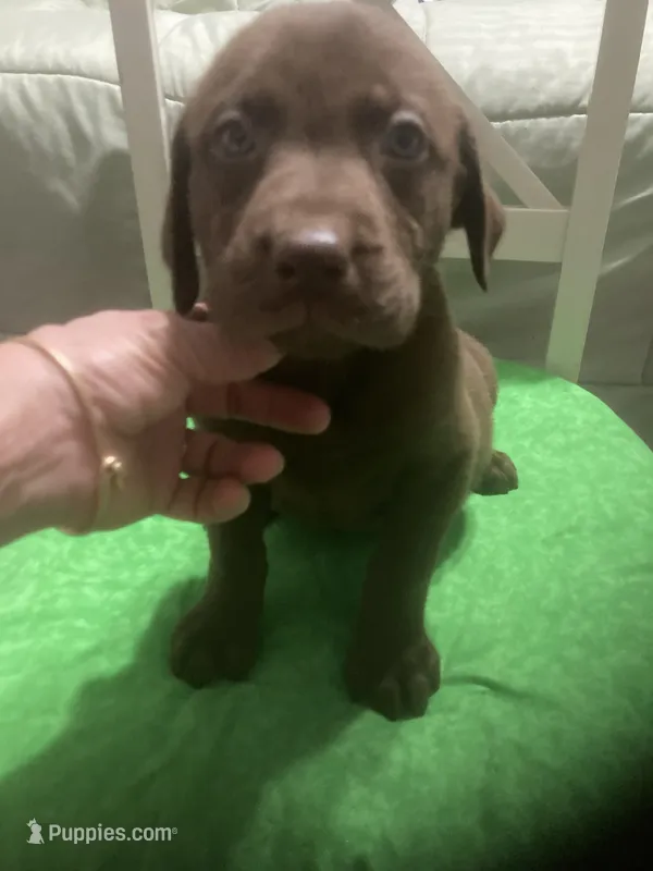 Chocolate boy – Labrador Retriever puppy for sale in Albemarle, NC