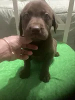 Chocolate boy, a male Labrador Retriever for sale in Albemarle, NC – 1 of 7