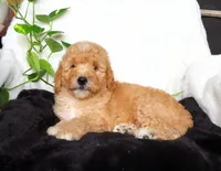 Sam, a male Miniature Goldendoodle for sale in New Holland, PA – 1 of 4