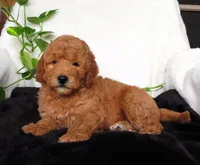 Louie, a male Miniature Goldendoodle for sale in New Holland, PA – 2 of 4