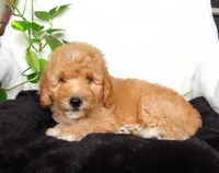 Sam, a male Miniature Goldendoodle for sale in New Holland, PA – 2 of 4