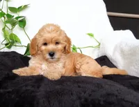 Jewel, a female Miniature Goldendoodle for sale in New Holland, PA – 2 of 4