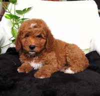 Ruby, a female Miniature Goldendoodle for sale in New Holland, PA – 2 of 4