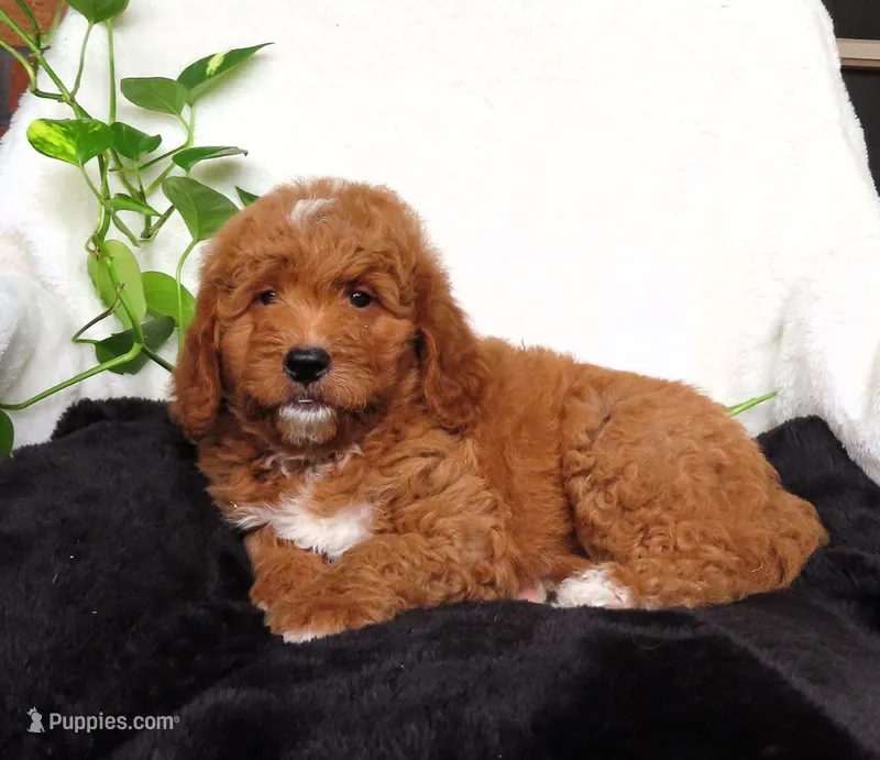 Ruby – Miniature Goldendoodle puppy for sale in New Holland, PA