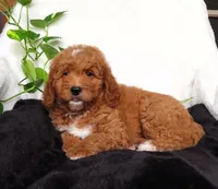 Ruby, a female Miniature Goldendoodle for sale in New Holland, PA – 1 of 4
