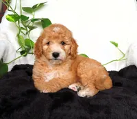 Finn, a male Miniature Goldendoodle for sale in New Holland, PA – 2 of 4