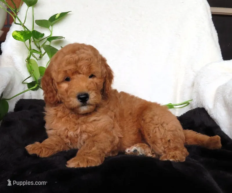 Louie – Miniature Goldendoodle puppy for sale in New Holland, PA