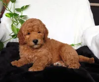 Louie, a male Miniature Goldendoodle for sale in New Holland, PA – 1 of 4