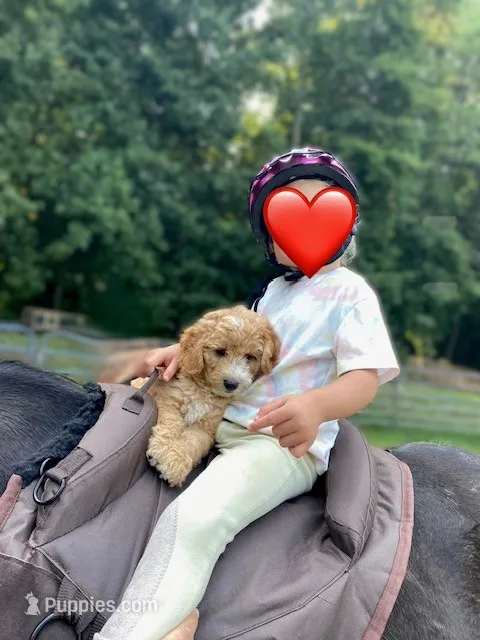 Finn – Miniature Goldendoodle puppy for sale in New Holland, PA