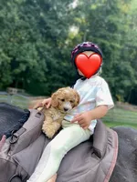 Therapy Puppy, Finn, a male Miniature Goldendoodle for sale in New Holland, PA – 2 of 5