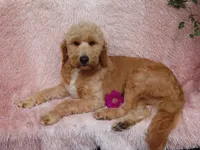Jewel, a female Miniature Goldendoodle for sale in New Holland, PA – 3 of 4