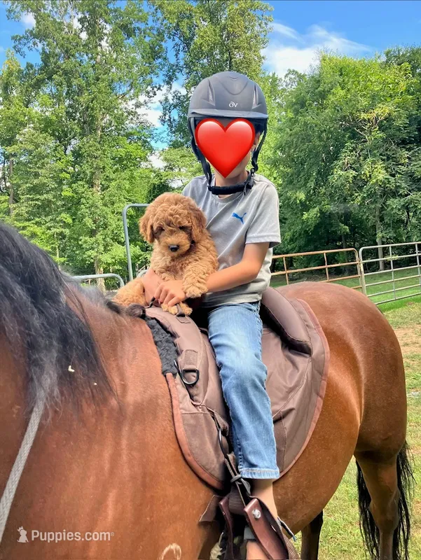 Louie – Miniature Goldendoodle puppy for sale in New Holland, PA