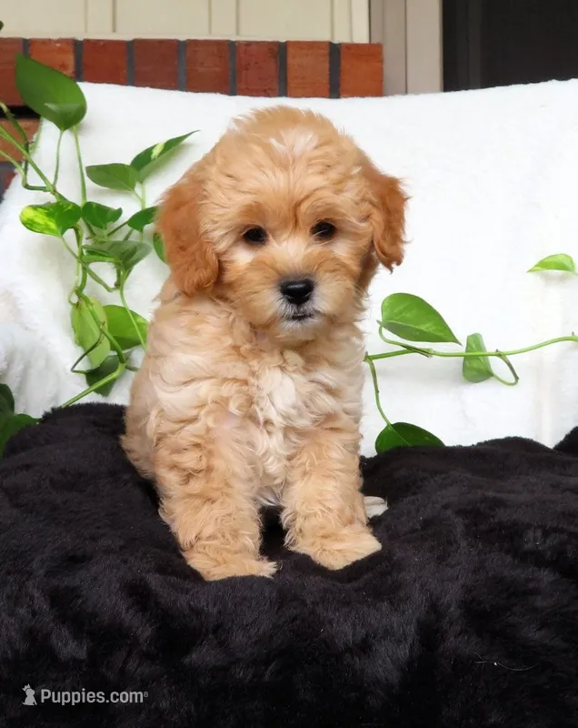 Jewel – Miniature Goldendoodle puppy for sale in New Holland, PA