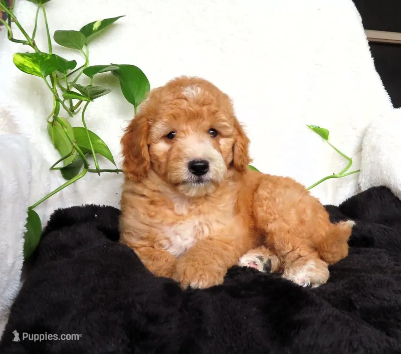 Finn – Miniature Goldendoodle puppy for sale in New Holland, PA