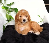 Finn, a male Miniature Goldendoodle for sale in New Holland, PA – 1 of 4