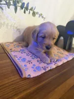 Boy , a male Golden Retriever for sale in Sunrise, FL – Photo 2 of 3