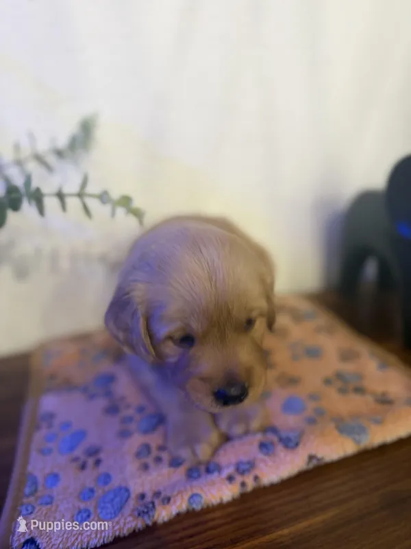 Boy  – Golden Retriever puppy for sale in Sunrise, FL