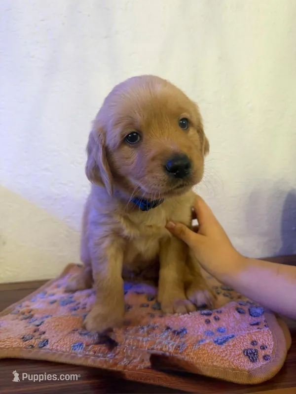 Boy  – Golden Retriever puppy for sale in Sunrise, FL