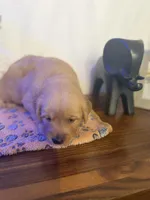 Boy , a male Golden Retriever for sale in Sunrise, FL – Photo 3 of 3