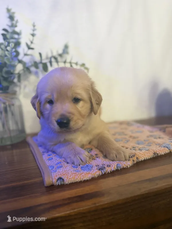 Girl  – Golden Retriever puppy for sale in Sunrise, FL