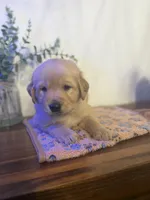 Girl , a female Golden Retriever for sale in Sunrise, FL – Photo 1 of 3