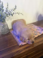 Girl , a female Golden Retriever for sale in Sunrise, FL – Photo 3 of 3