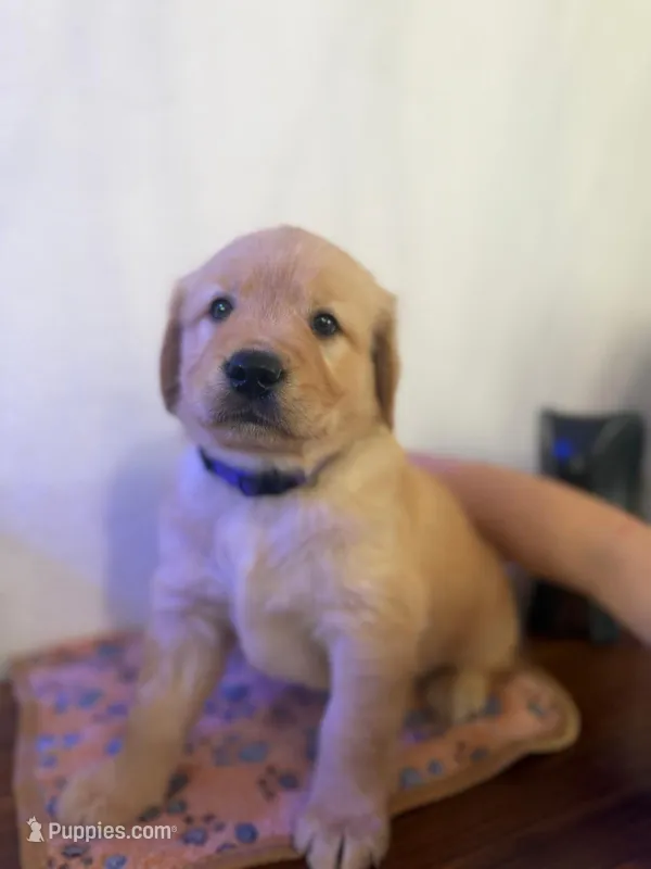 Girl  – Golden Retriever puppy for sale in Sunrise, FL