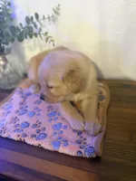 Girl , a female Golden Retriever for sale in Sunrise, FL – Photo 2 of 3