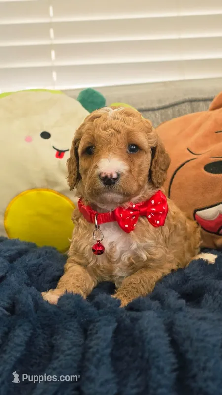 Ollie – Poodle - Miniature , Miniature Goldendoodle puppy for sale in Phoenix, AZ