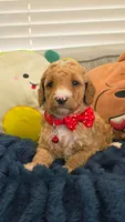Ollie, a male Poodle - Miniature  and Miniature Goldendoodle for sale in Phoenix, AZ – 1 of 1