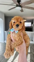 Peanut, a female Poodle - Miniature  and Miniature Goldendoodle for sale in Phoenix, AZ – 5 of 5