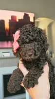 Fluffy, a female Poodle - Toy  and Poodle - Standard  for sale in Phoenix, AZ – 1 of 5