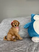 Peanut, a female Goldendoodle and Miniature Goldendoodle for sale in Phoenix, AZ – 2 of 5