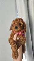 Maple, a female Poodle - Miniature  and Miniature Goldendoodle for sale in Phoenix, AZ – 2 of 4